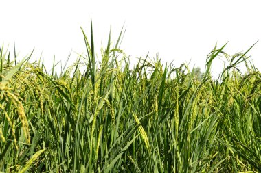 Beyaz arka plan üzerinde izole pirinç bitki.