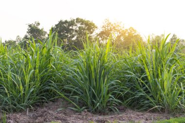 Şeker kamışı alan yumuşak ışık.