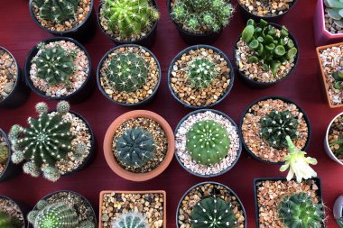 Kaktüs tencere lehimlemek içinde çarşı.