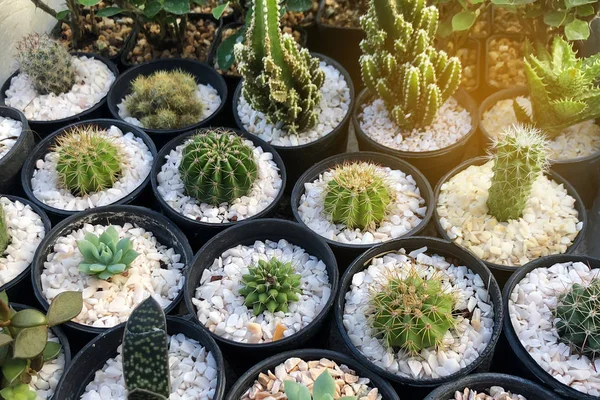 Cactus Pots Vendus Sur Marché — Photo