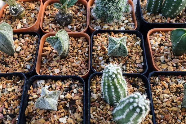 Cactus Potten Verkocht Markt — Stockfoto
