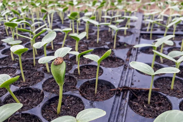 Pequeño Árbol Sandía Que Crece Jardín Los Agricultores Utilizan Para — Foto de Stock