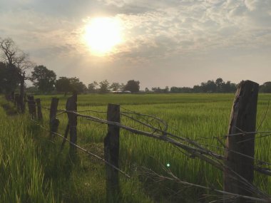 Akşamları pirinç tarlaları ve yeşil pirinç.