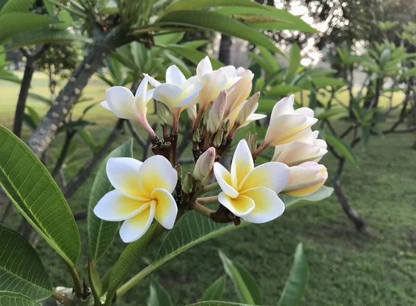 Tayland Güzel Beyaz Çiçekler Lan Thom Çiçekleri — Stok fotoğraf