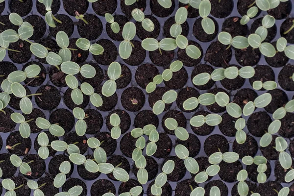 Malé Vodní Melouny Rostoucí Zahradě Zemědělci Používají Pro Analýzu Rostliny — Stock fotografie