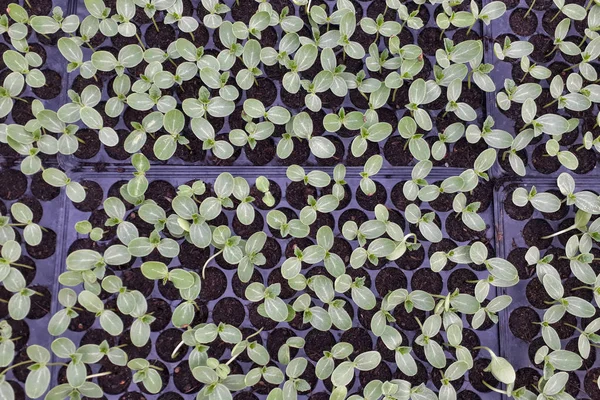 Malé Vodní Melouny Rostoucí Zahradě Zemědělci Používají Pro Analýzu Rostliny — Stock fotografie