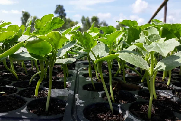 庭で栽培されている小さなスイカの木 植物の分析のための農家の使用 — ストック写真