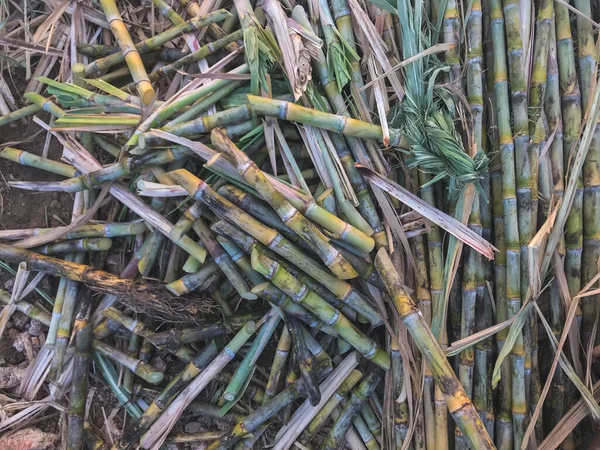 Zuckerrohr Das Stücke Geschnitten Wird Milben Pflanzen — Stockfoto