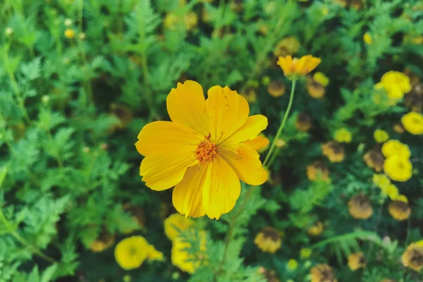 Flor Amarilla Del Jardín Cosmos Cosmos Bipinnatus —  Fotos de Stock