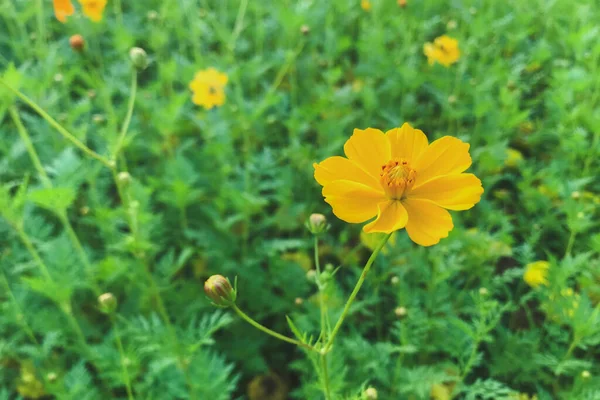 Cosmos Amarelo Flor Jardim Cosmos Bipinnatus — Fotografia de Stock