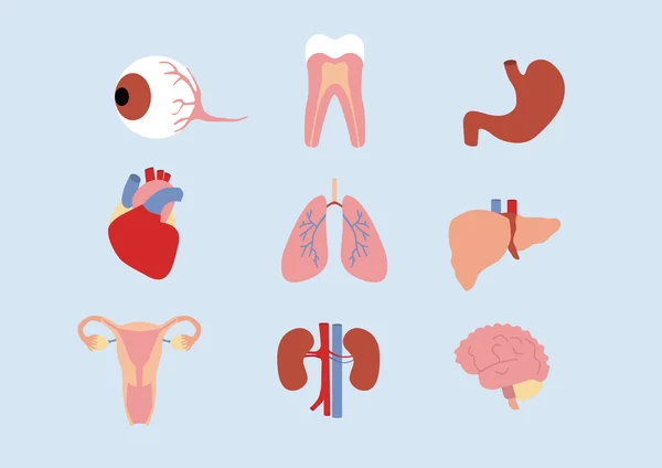 Menselijke organen pictogram — Stockvector