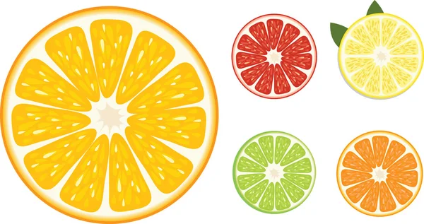 Fatias de laranjas de cores diferentes . — Vetor de Stock
