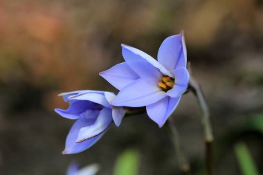 Mor çiçek makro çekimi