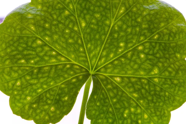Зеленый лист Герань крупным планом. Абстракция . — стоковое фото
