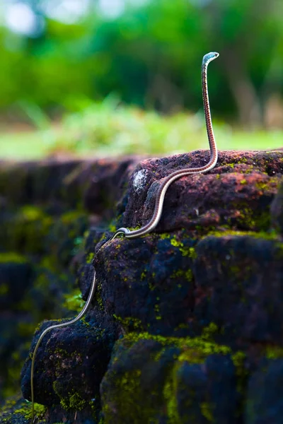 Ceylon (Sri Lanka yaşayan yılan).