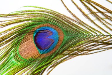 Tavus kuşu tüyü. Yaklaş..