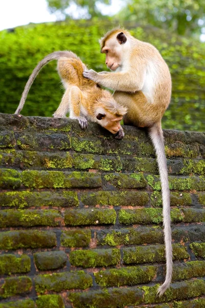 Wild monkey in its natural habitat. — Stock Photo, Image