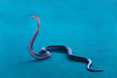 Kobra açık bir kukuleta ile.