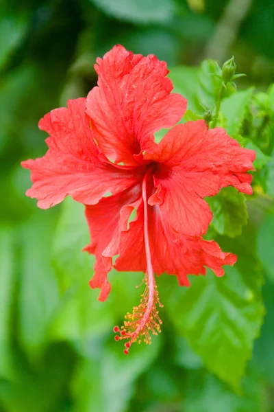 Flor tailandesa exótica com pétalas vermelhas . — Fotografia de Stock