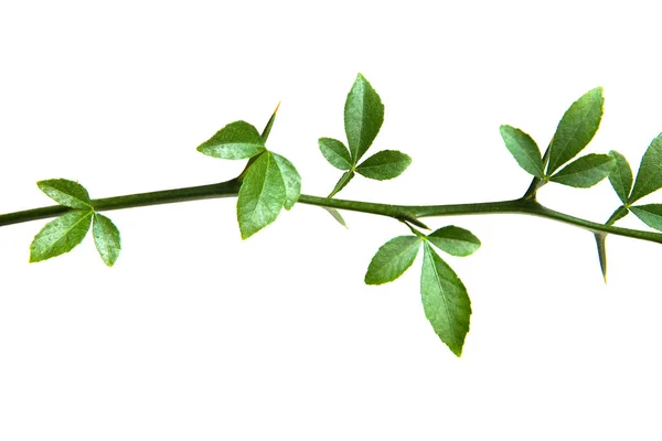 Bir limon yaprakları üzerinde beyaz bir arka plan ile bir dalı. 