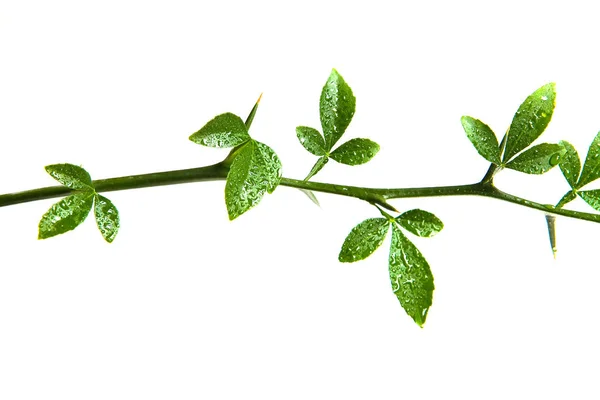 Un ramo di un limone con foglie umide su uno sfondo bianco . — Foto Stock