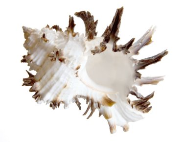 Beyaz bir arka plan üzerinde birikmesi ile güzel lavabo.