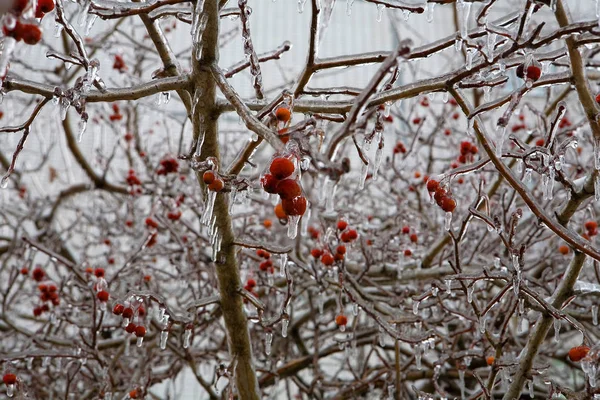 Baies rouges en gouttes congelées. Après la pluie glacée . — Photo
