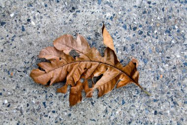 Tropik bir bitki Kurutulmuş yaprak taşlı bir arka plan üzerinde yatıyor.