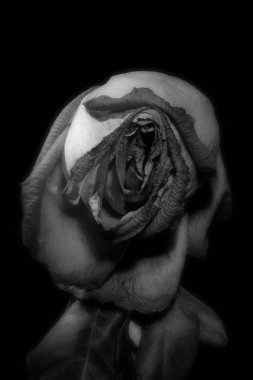 Soluk yaprakları yakın çekim ile yükseldi.