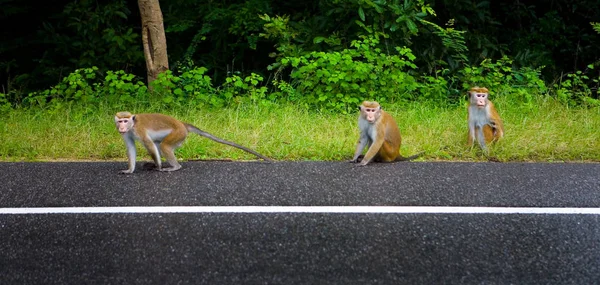 Wild monkeys of Sri Lanka on the roadside. — Stock Photo, Image