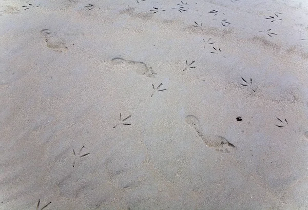 Footprints of a bird and a man on the sand of the Patong coast. — Stock Photo, Image