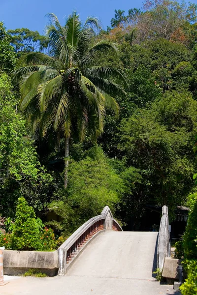 美丽的细长椰子棕榈树生长桥旁边. — 图库照片