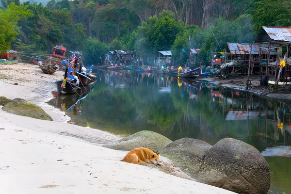 Un chien rouge gît sur le sable en arrière-plan d'un pêcheur thaïlandais — Photo