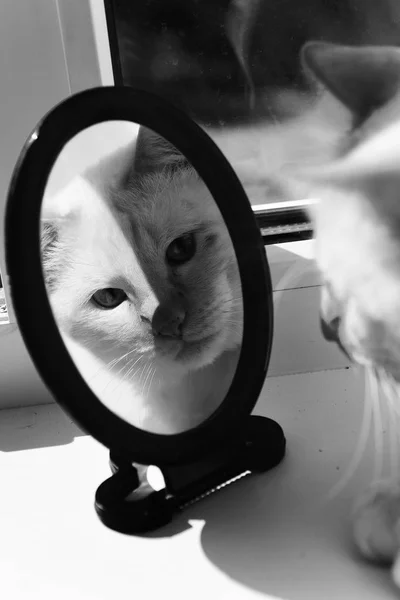 Pets. The cat looks in the mirror. — Stock Photo, Image