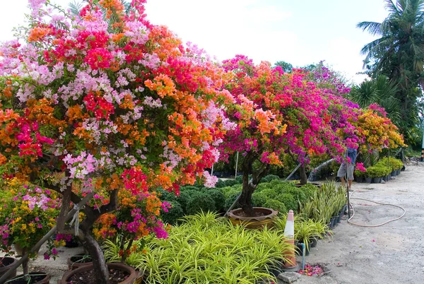 多彩多姿的美丽开花观赏植物在花盆里. — 图库照片