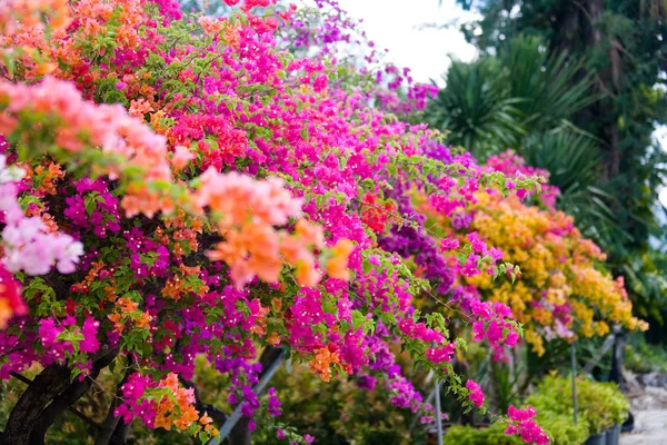 Multicolor hermosas plantas ornamentales con flores en macetas . —  Fotos de Stock