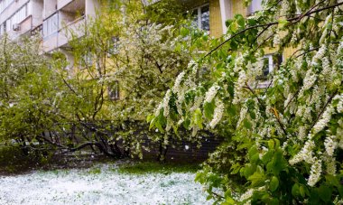 Doğal bir olay. Beklenmeyen bahar kar yağışı ve çiçekli t