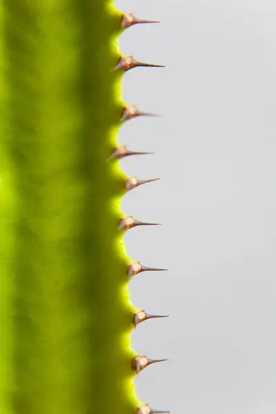 Spine di un cactus verde primo piano. Macro . — Foto Stock