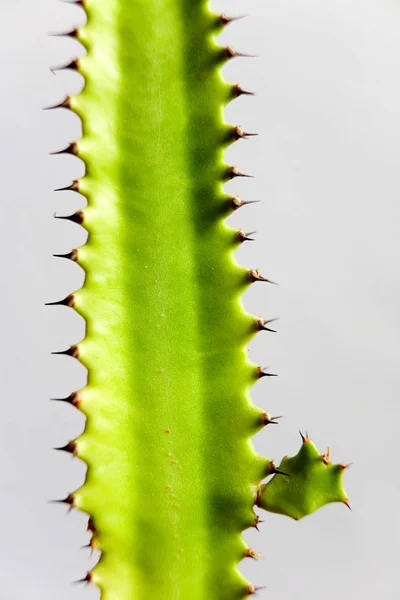 Spines of a green cactus close-up. Macro. — Stock Photo, Image