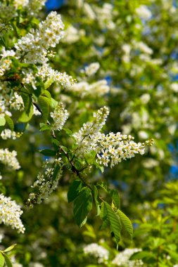 Kiraz çiçekleri çiçek açması ile hassas beyaz inflore Şubesi