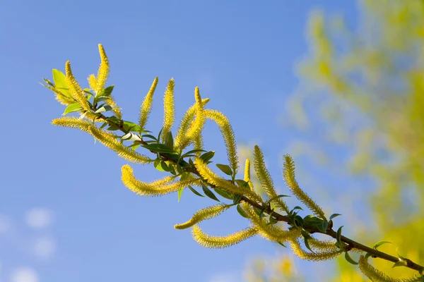 Salice fiorito in primavera sullo sfondo cielo blu . — Foto Stock