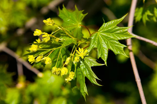 Una rama de una hoja de arce con hojas jóvenes y flores amarillas . — Foto de Stock