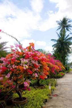 Çok renkli güzel çiçekli süs bitkileri tencere.