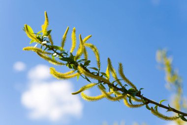 Willow arka plan mavi gökyüzünde baharda çiçeklenme.