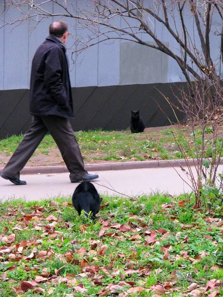 Twee zwarte katten zitten in de buurt van een wandelpad waarlangs een man loopt. — Stockfoto