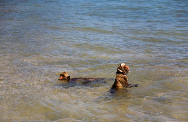 Two monkeys are bathing in the Indian Ocean. — Stock Photo, Image