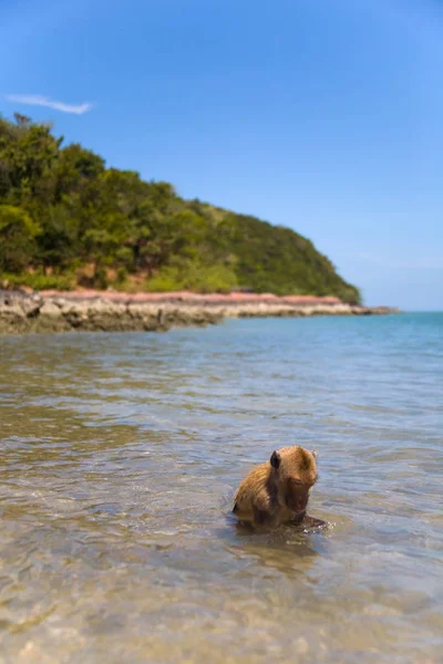 Tek bir maymun su okyanus kıyısında oturuyor.