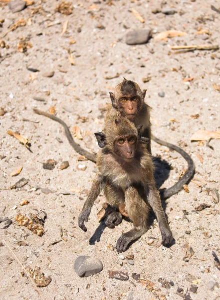 Two wet monkeys sit on the ground. — Stock Photo, Image
