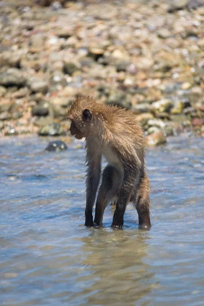 The monkey stands in the water in a funny pose. — Stock Photo, Image
