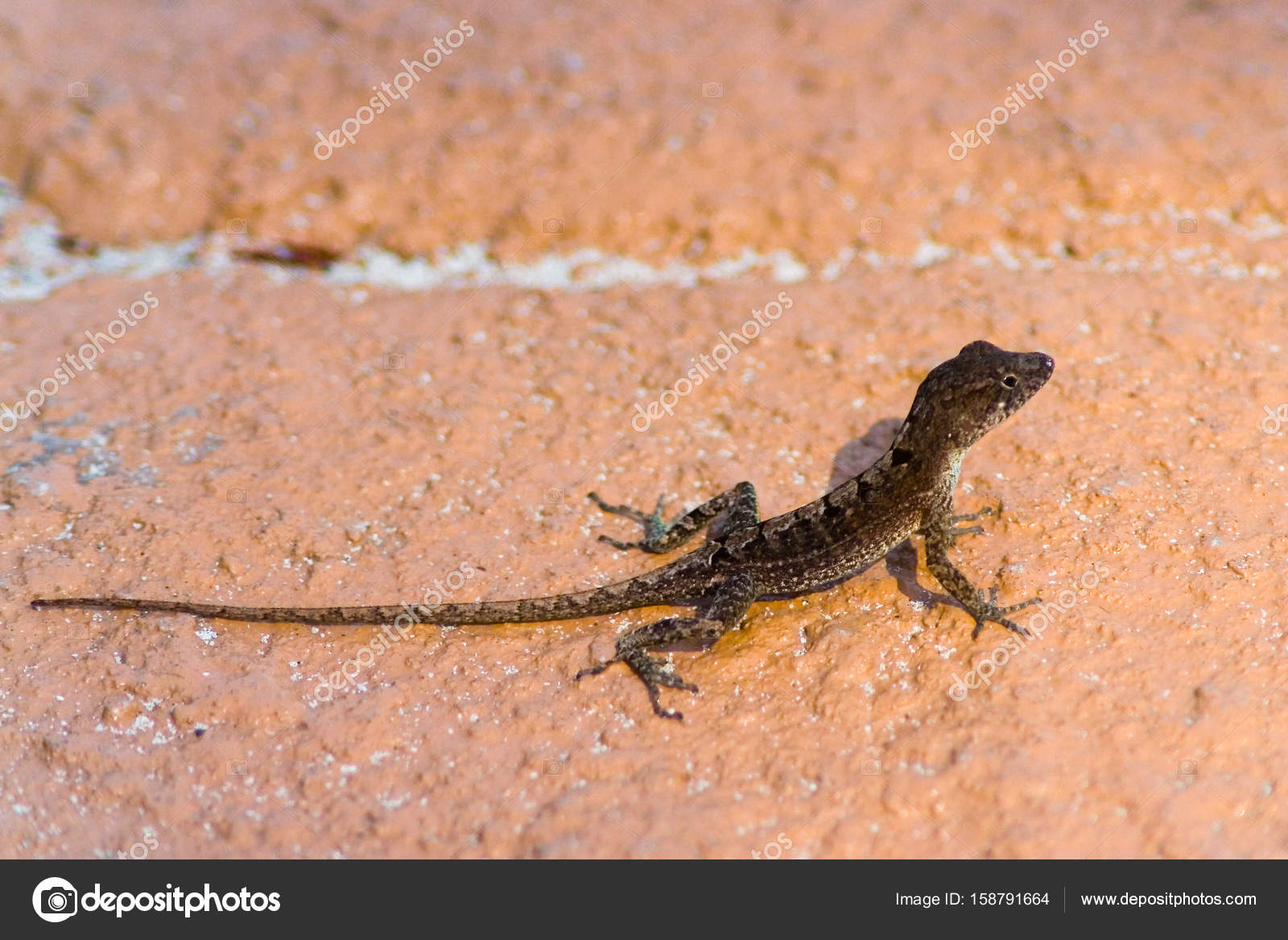 A small lizard with a long tail on a — Stock Photo © 75Alex75
